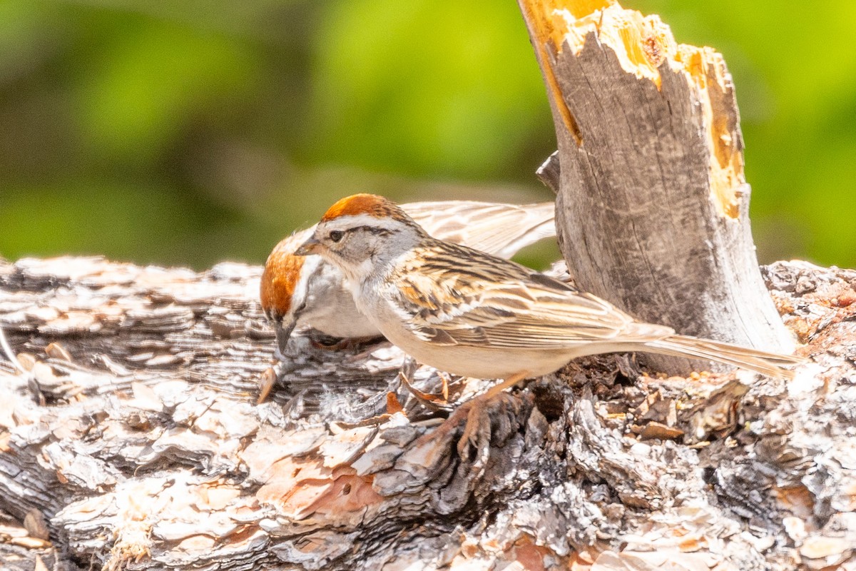 Chipping Sparrow - ML618979121