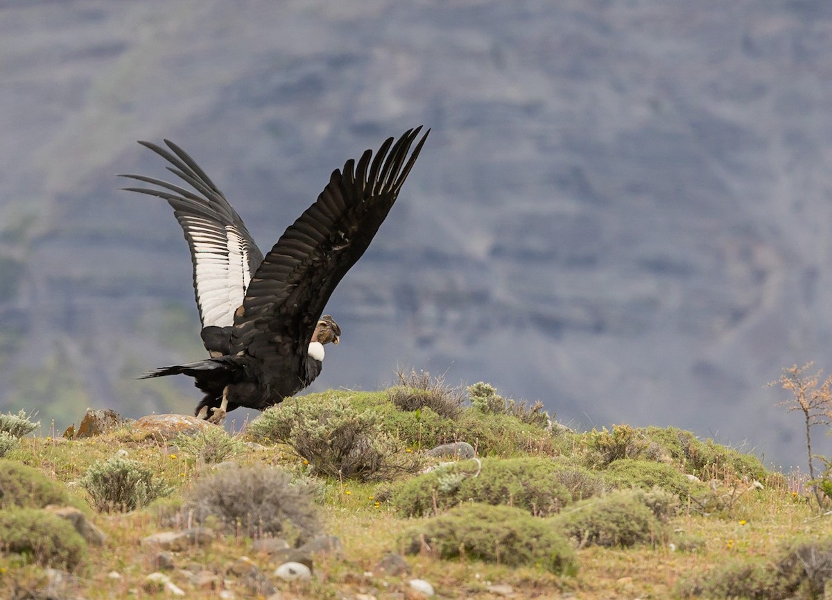 Condor des Andes - ML618979125