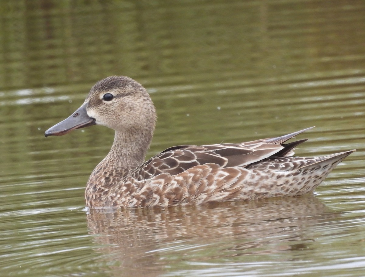 Blue-winged Teal - ML618979137