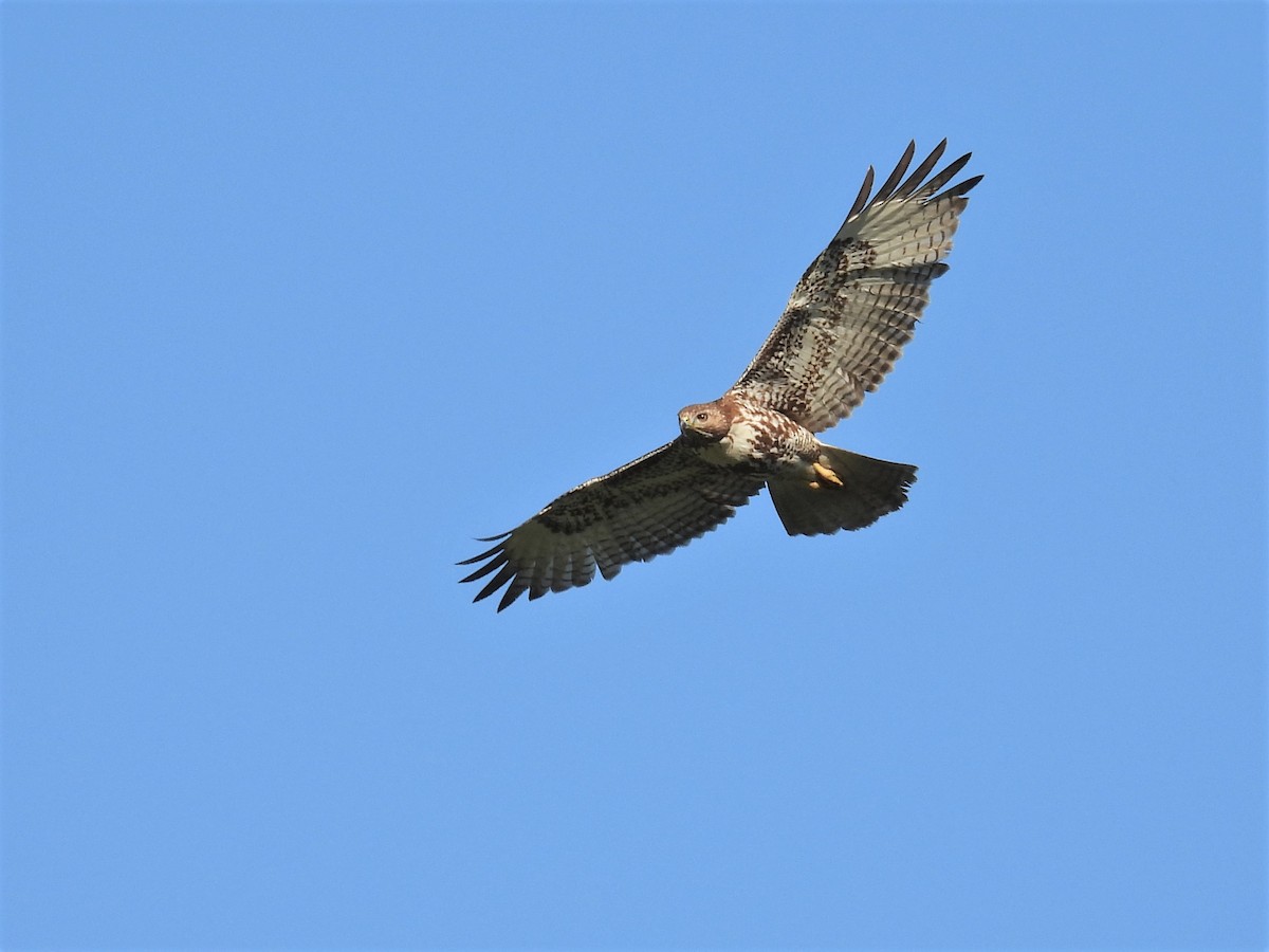 Red-tailed Hawk - Kellie Sagen 🦉