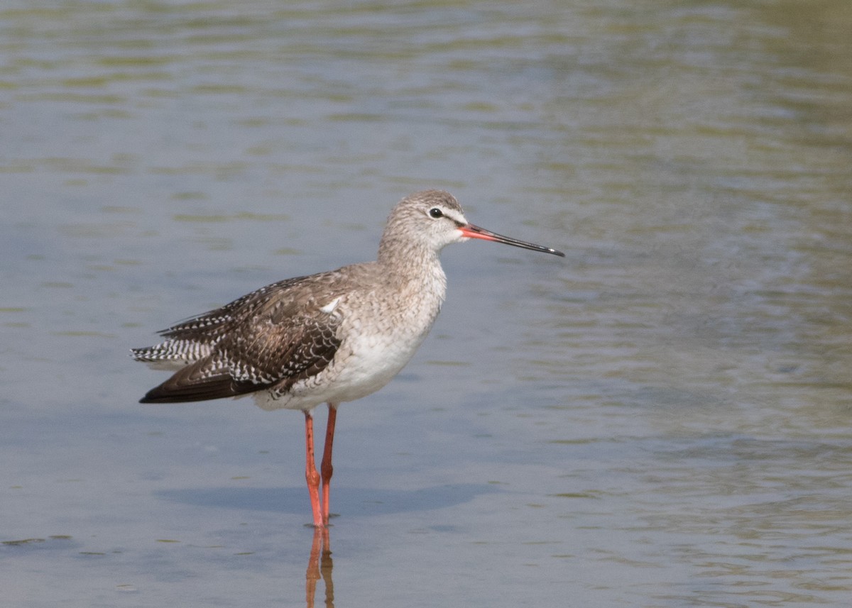 Spotted Redshank - ML618979185