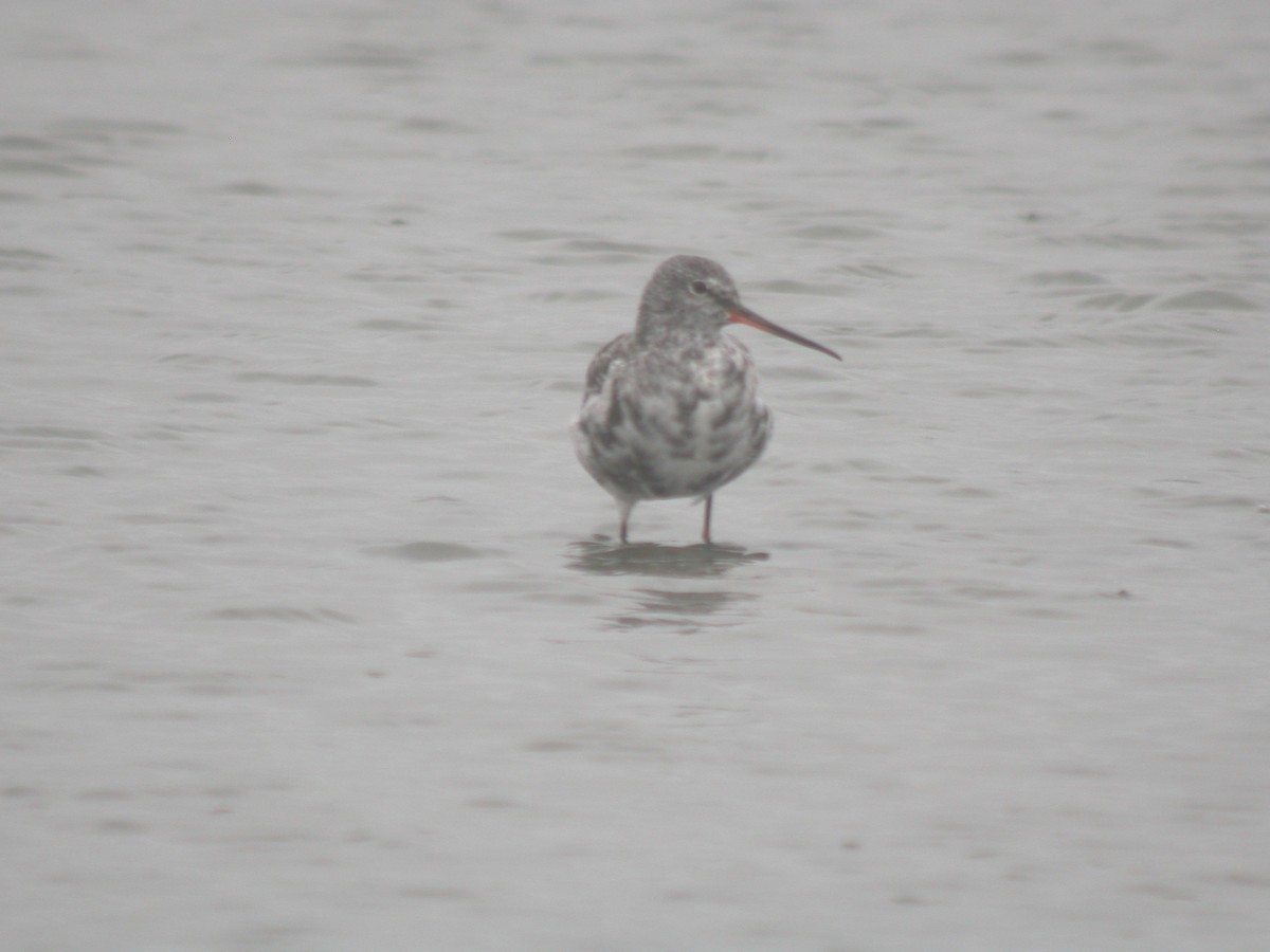 Spotted Redshank - ML618979225