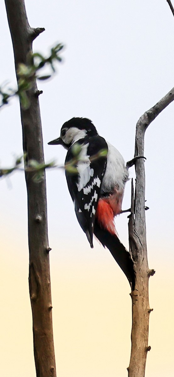 Great Spotted Woodpecker - ML618979228