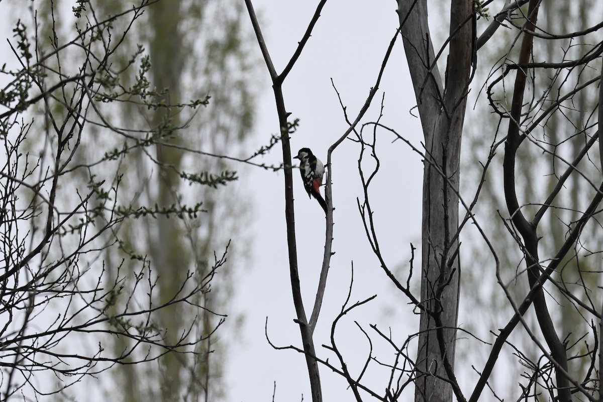 Great Spotted Woodpecker - ML618979229
