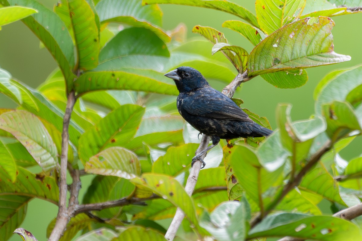 Blue-black Grassquit - Nestor Monsalve (@birds.nestor)