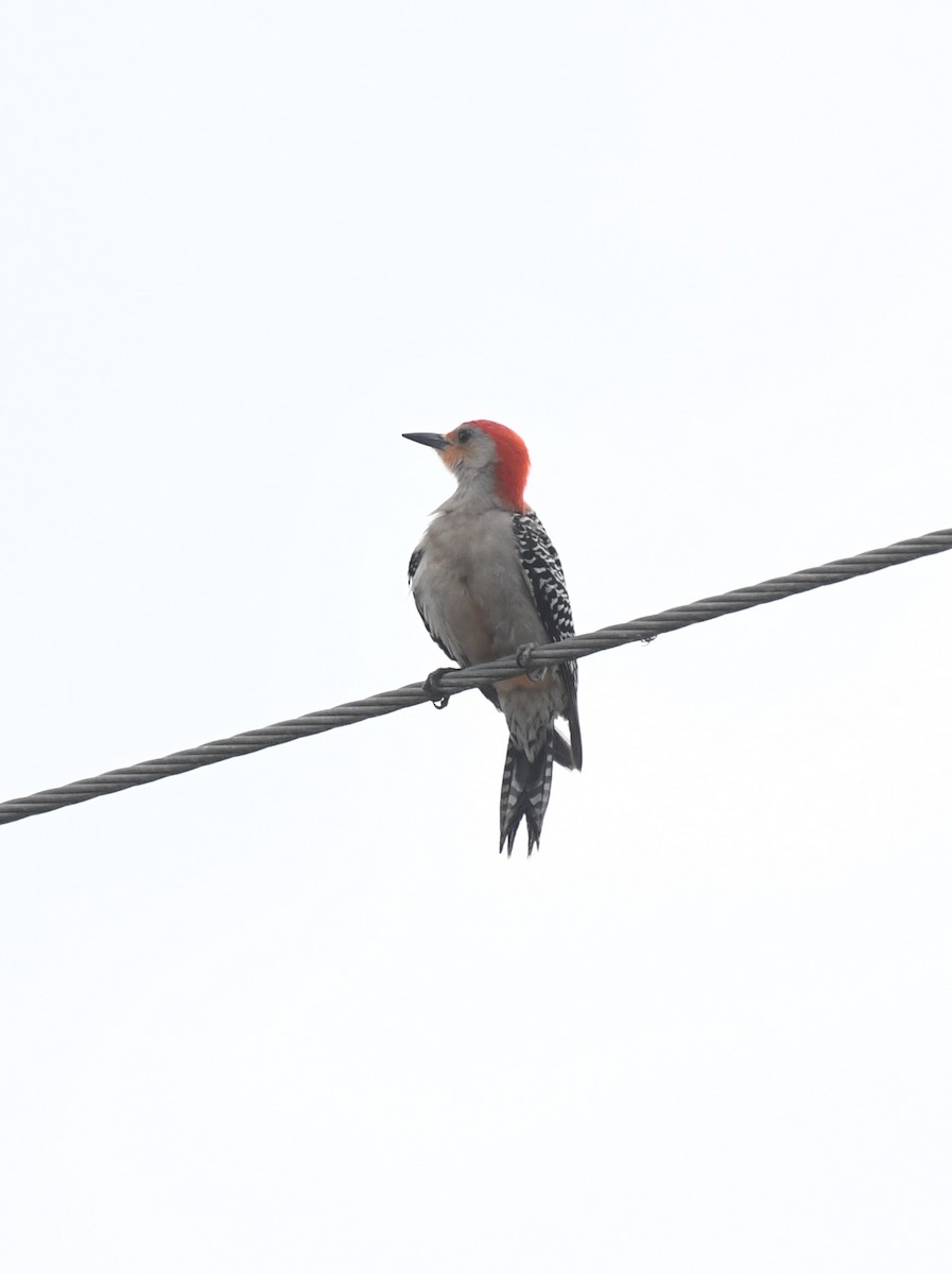 Red-bellied Woodpecker - Wendy N