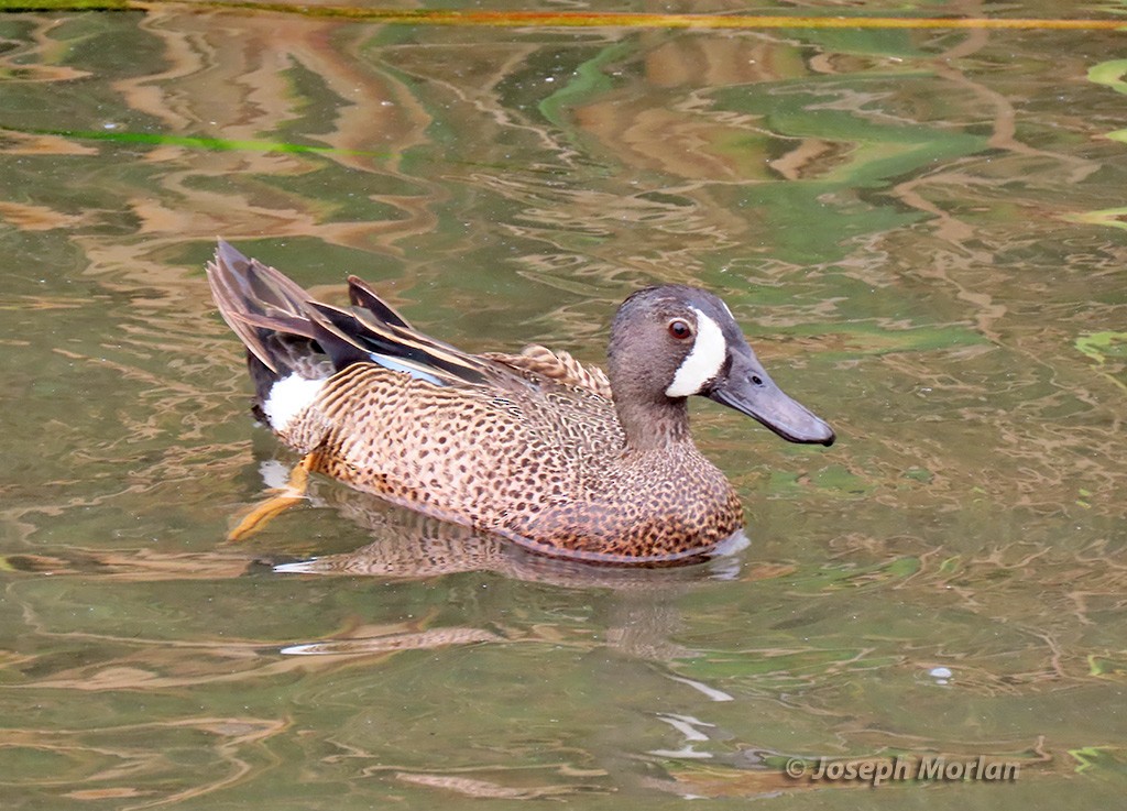 Blue-winged Teal - ML618979243
