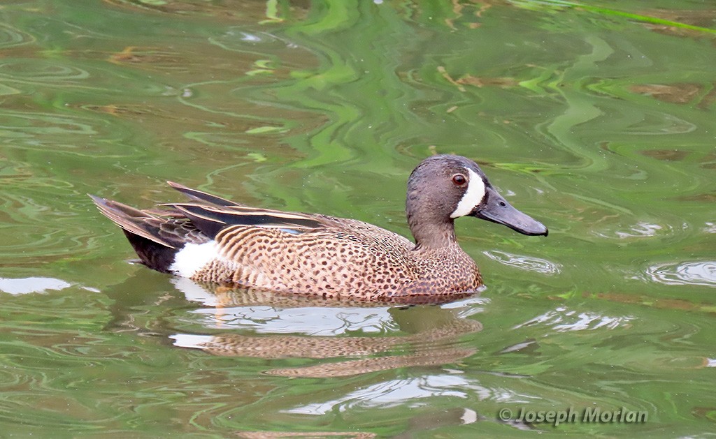Blue-winged Teal - ML618979244