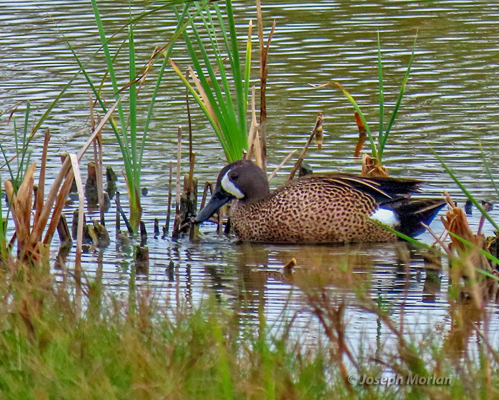Blue-winged Teal - ML618979245