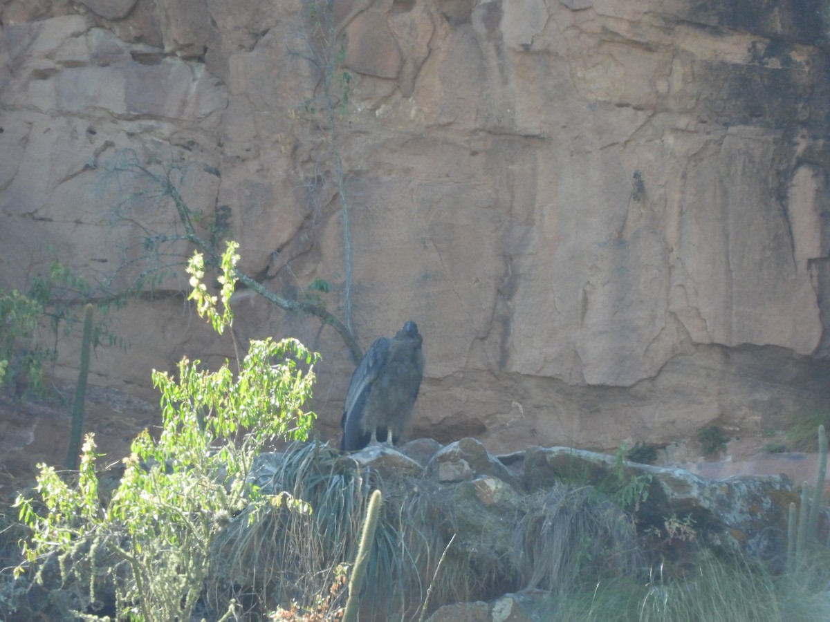 Andean Condor - ML618979260