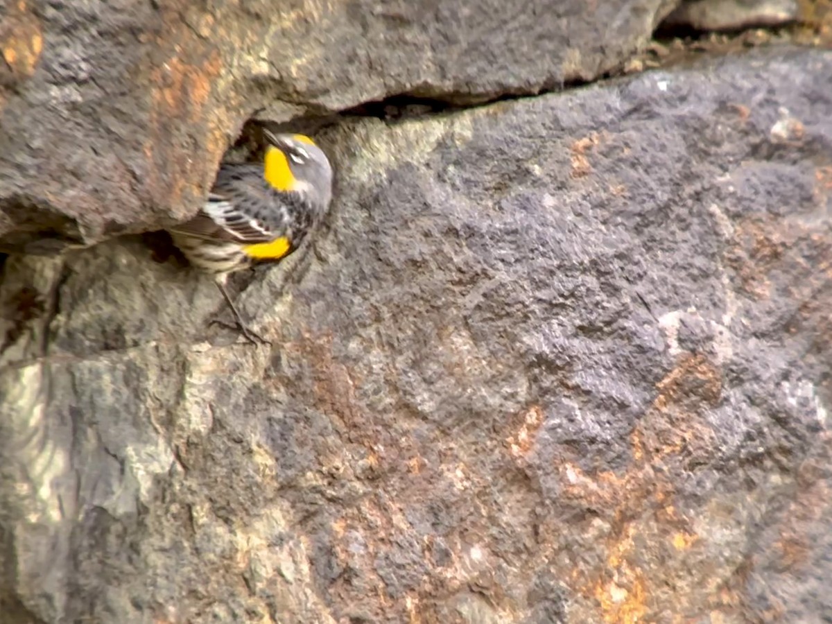 Yellow-rumped Warbler (Myrtle x Audubon's) - ML618979278