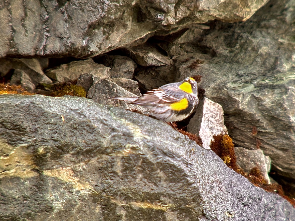 Yellow-rumped Warbler (Myrtle x Audubon's) - ML618979282