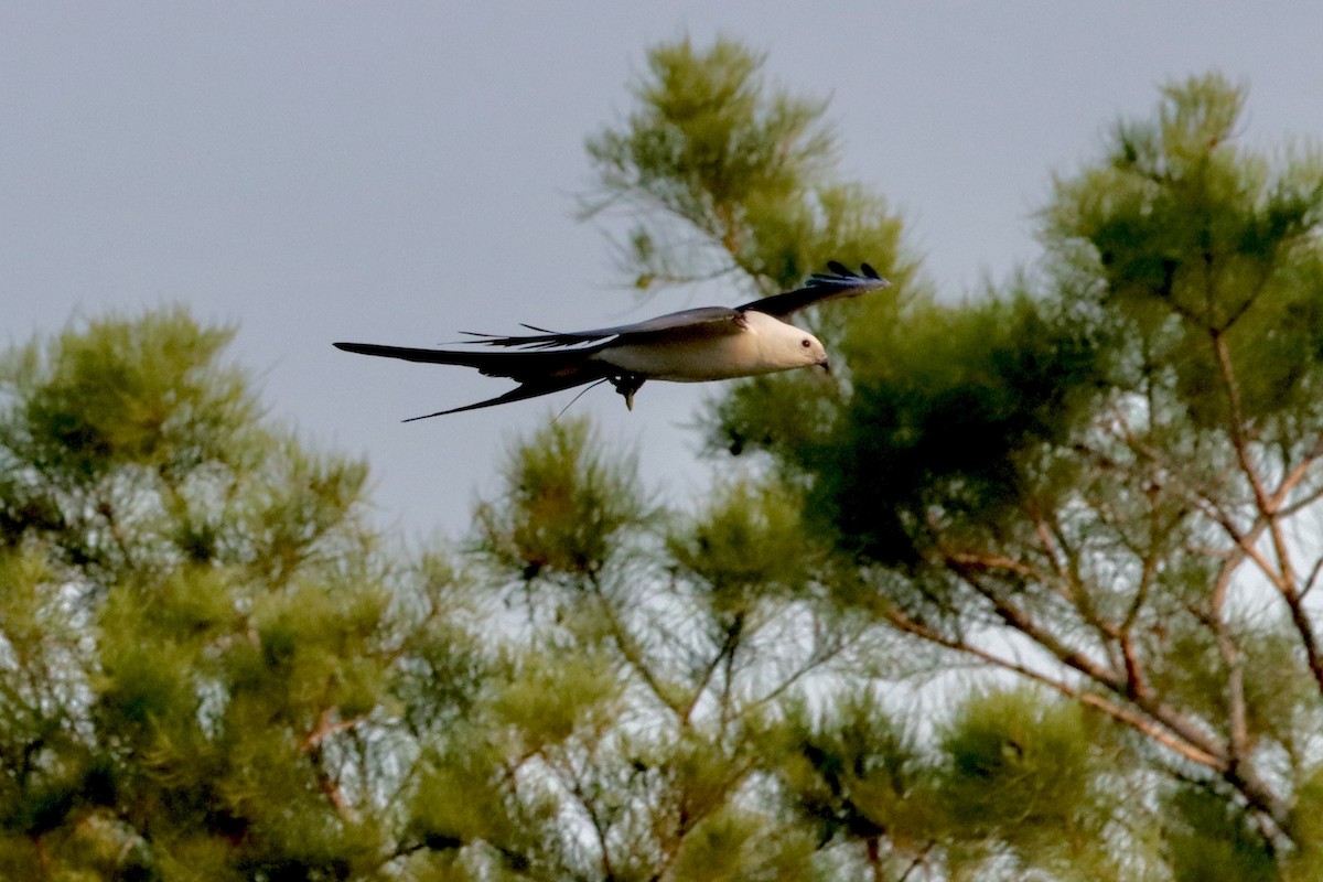 Swallow-tailed Kite - Robbin Mallett