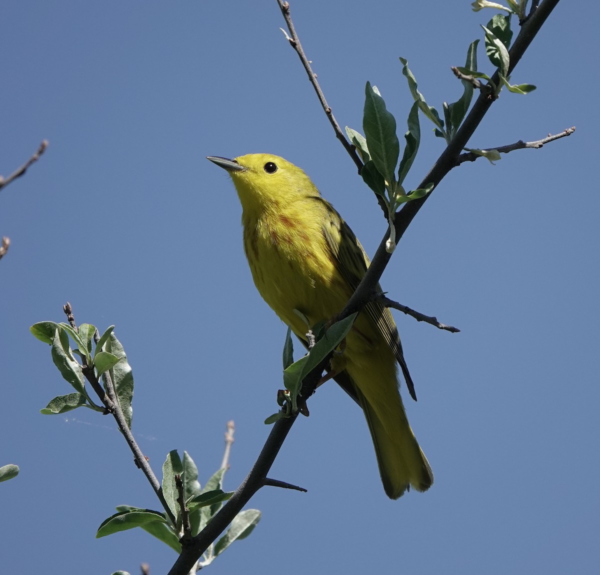 Yellow Warbler - dave koehler