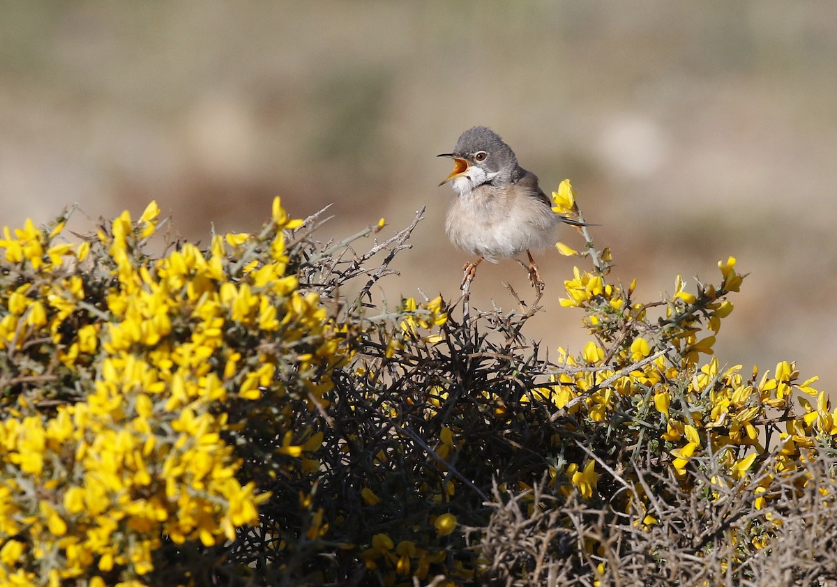 Spectacled Warbler - ML618979352