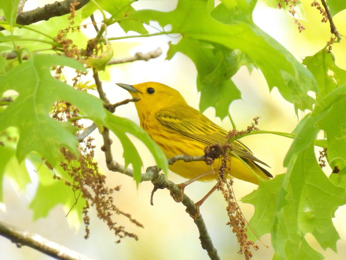 Yellow Warbler - Bill Nolting