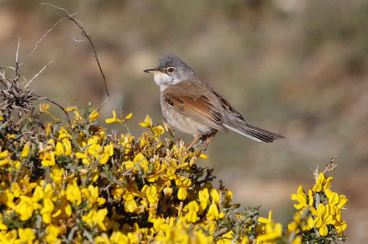 Spectacled Warbler - ML618979370