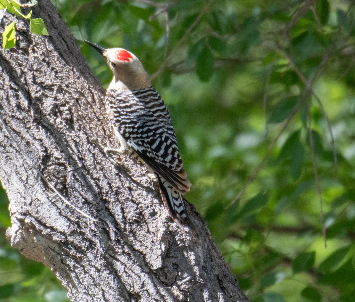 Gila Woodpecker - ML618979401