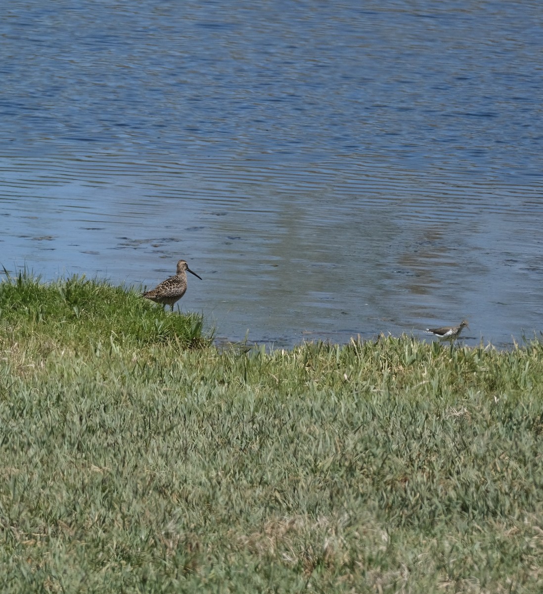 Long-billed Dowitcher - ML618979466