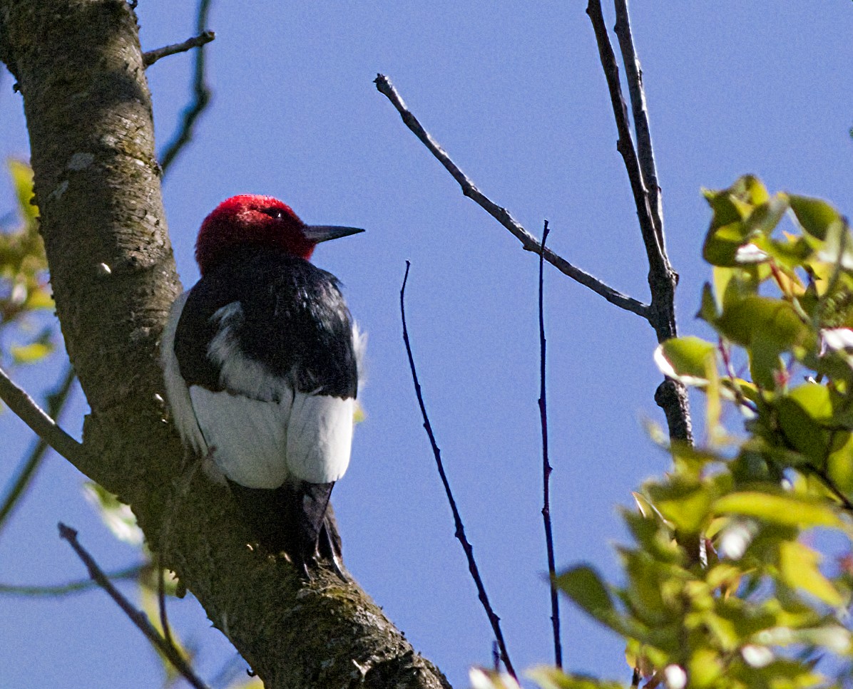 Red-headed Woodpecker - ML618979480