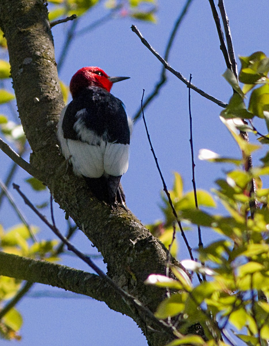 Red-headed Woodpecker - ML618979482