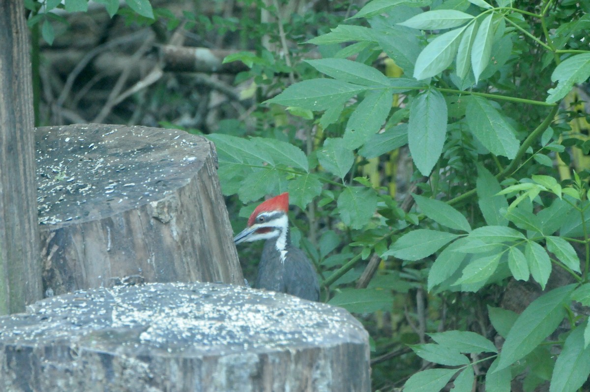 Pileated Woodpecker - ML618979489