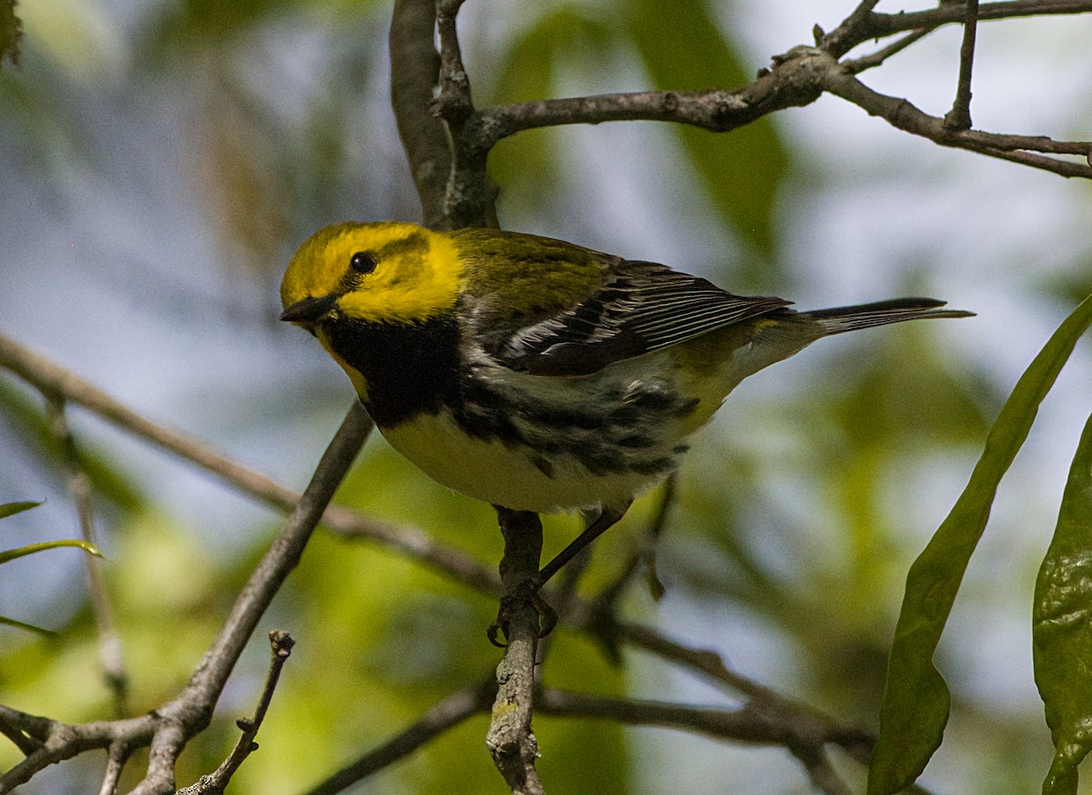 Black-throated Green Warbler - John Gluth