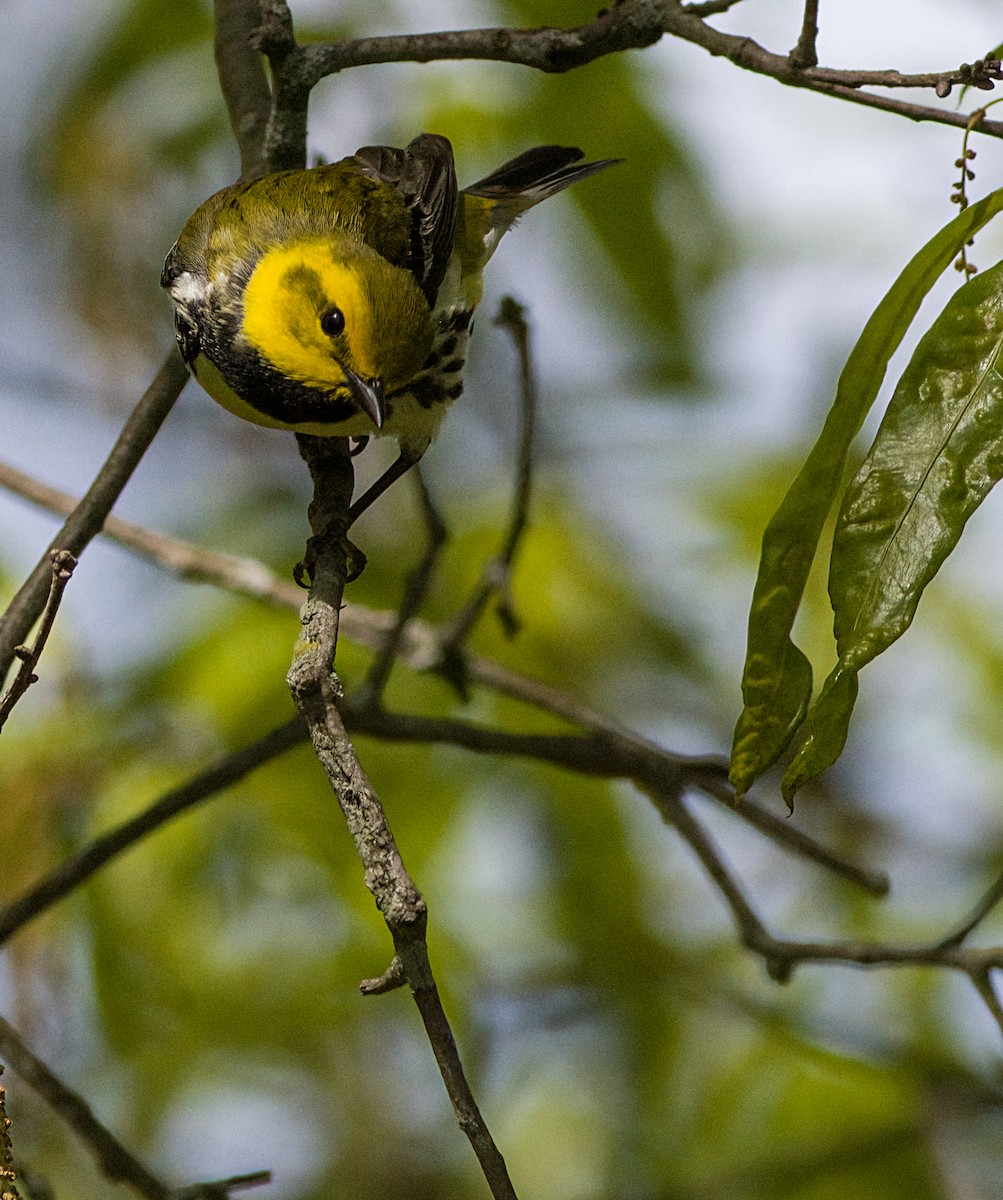 Black-throated Green Warbler - ML618979516