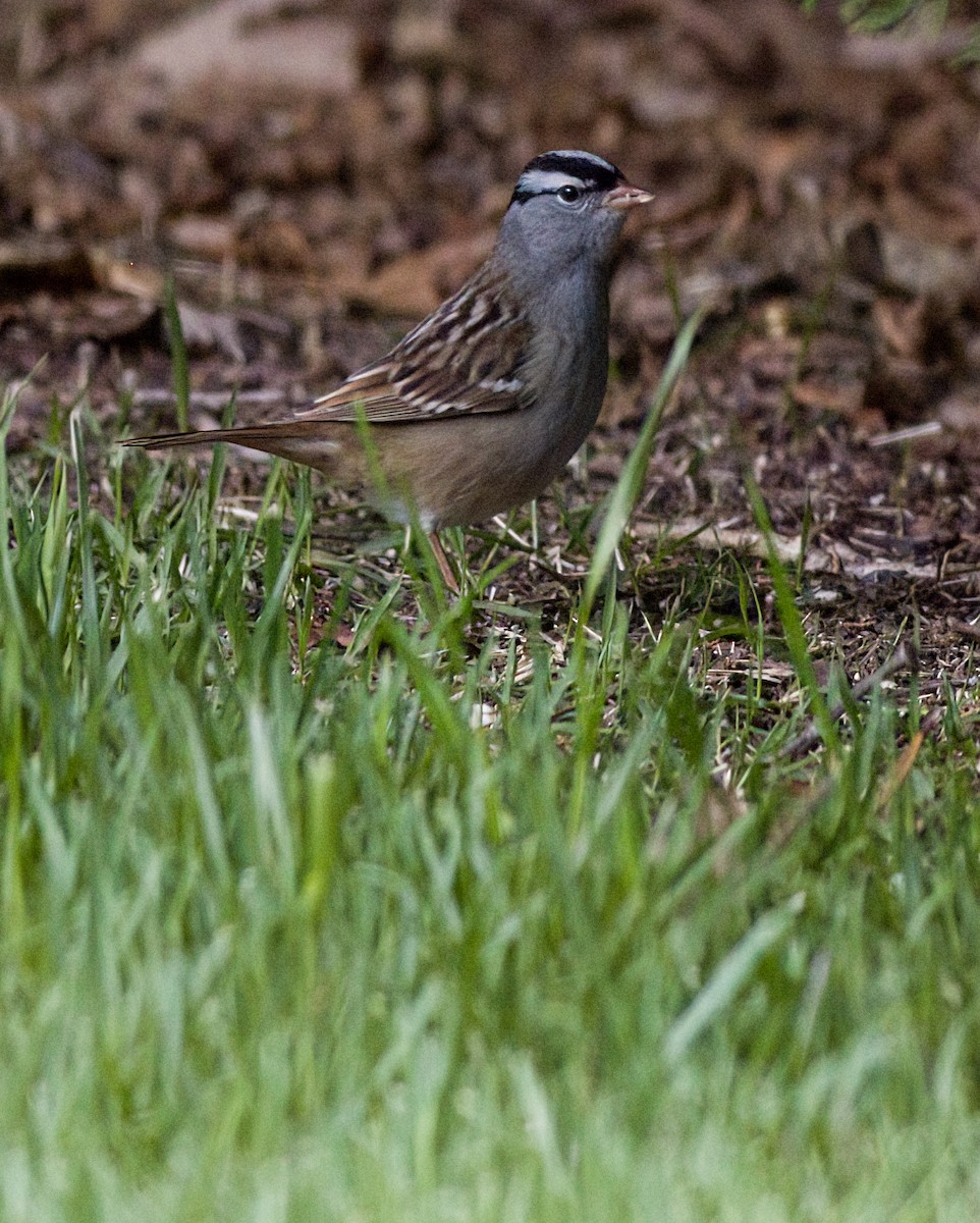 White-crowned Sparrow - John Gluth
