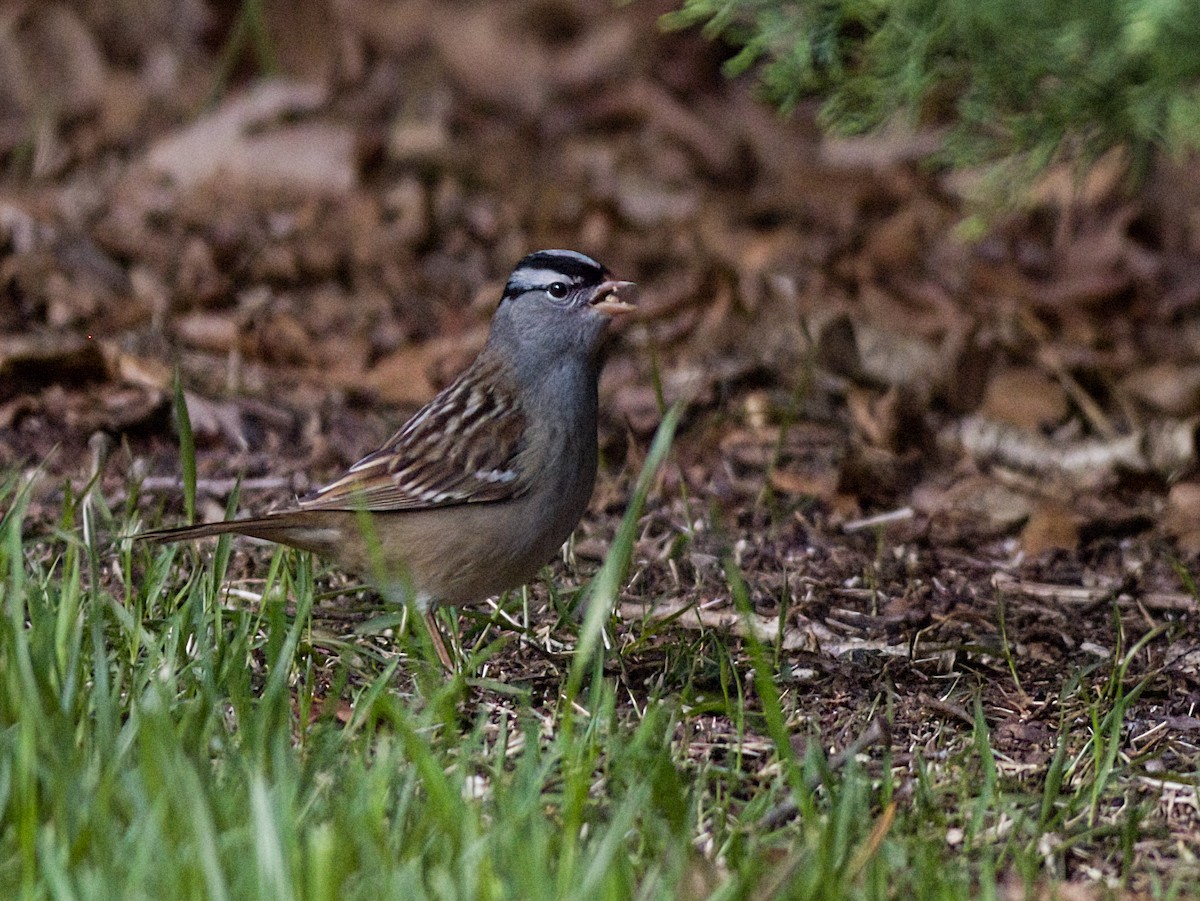 White-crowned Sparrow - ML618979585