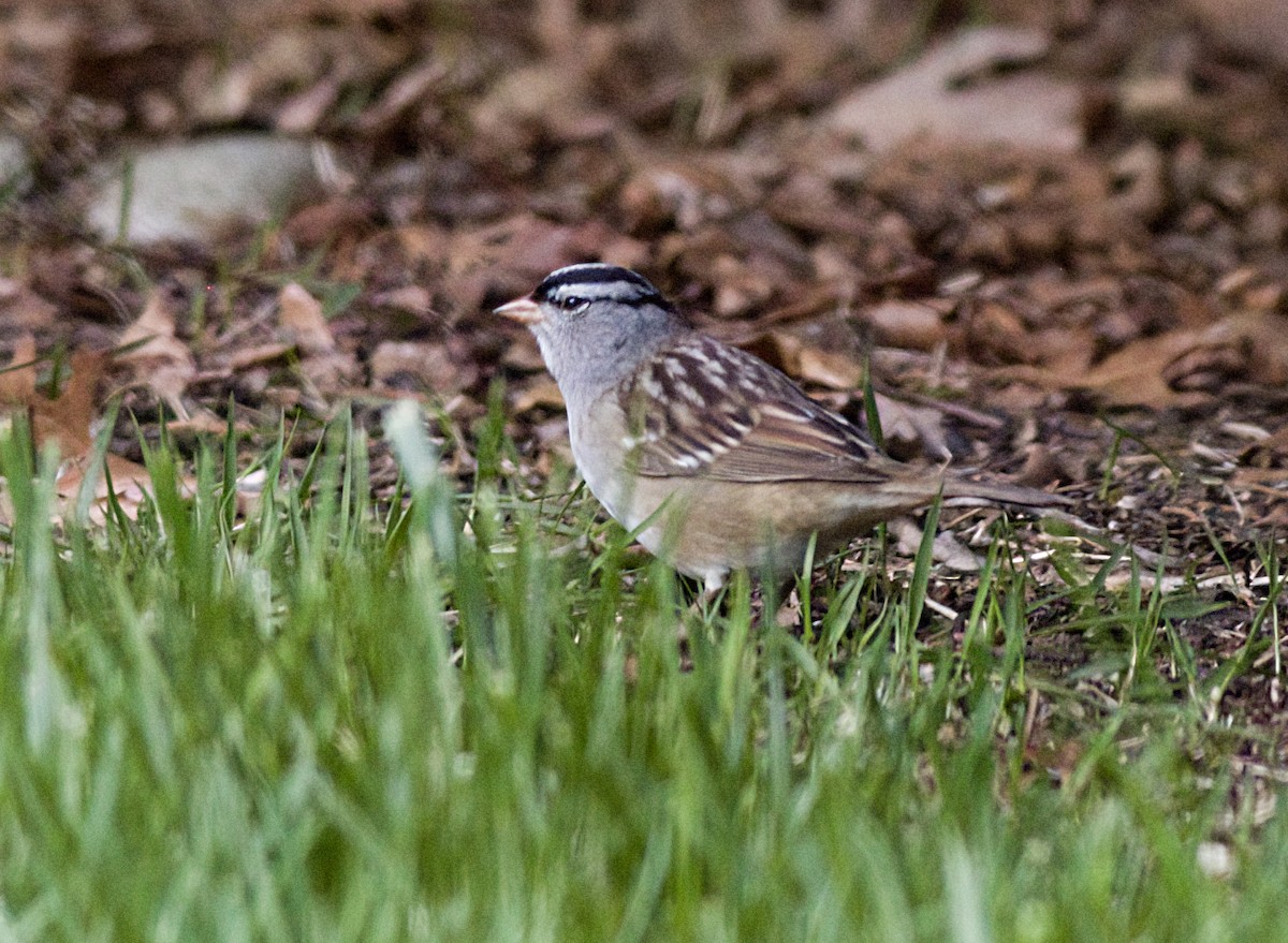 White-crowned Sparrow - John Gluth