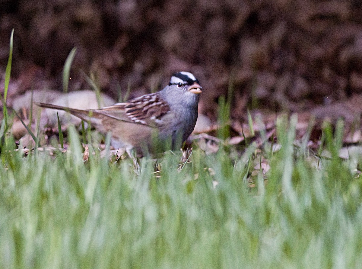 White-crowned Sparrow - ML618979592