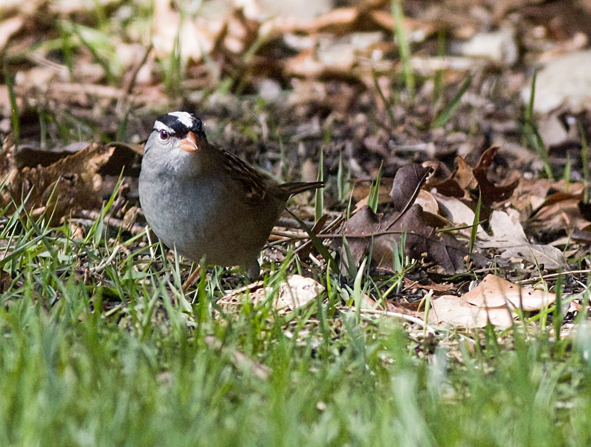 White-crowned Sparrow - ML618979595