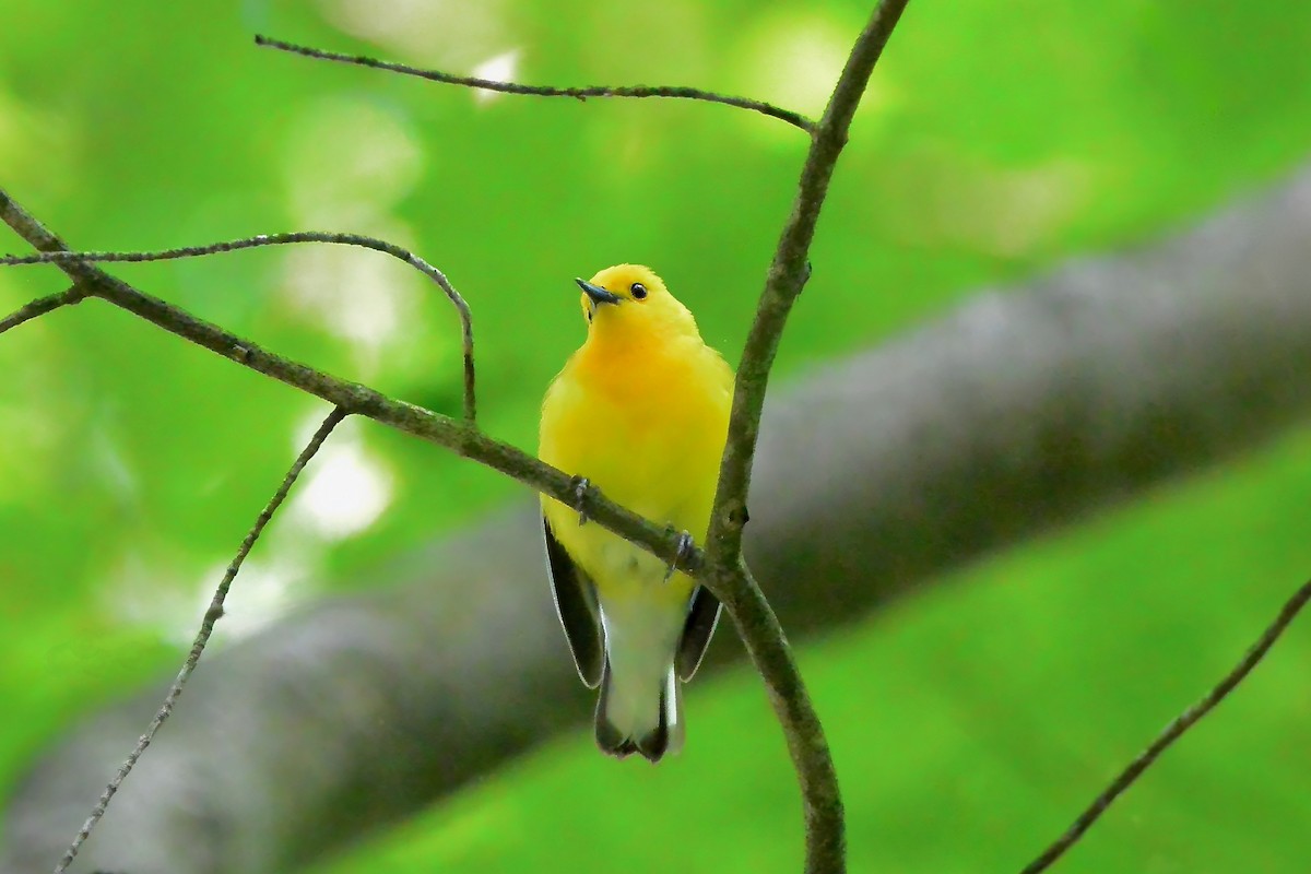 Prothonotary Warbler - ML618979607