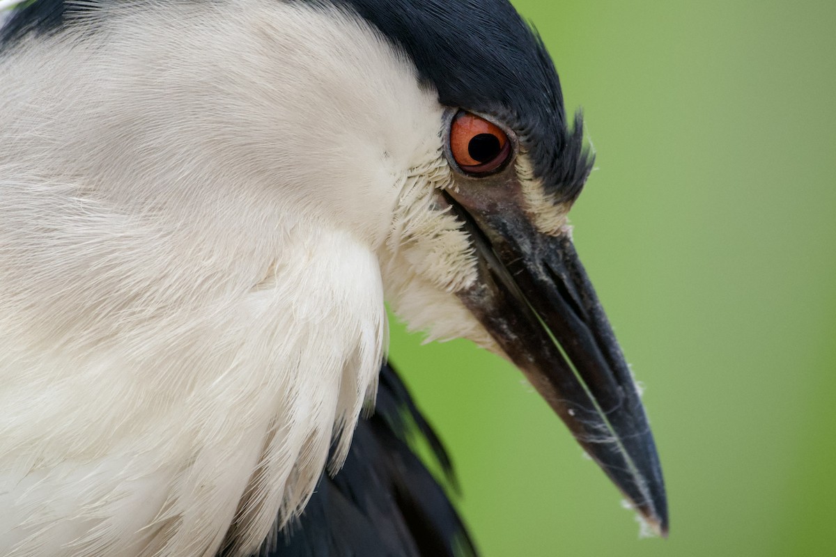 Black-crowned Night Heron - ML618979619
