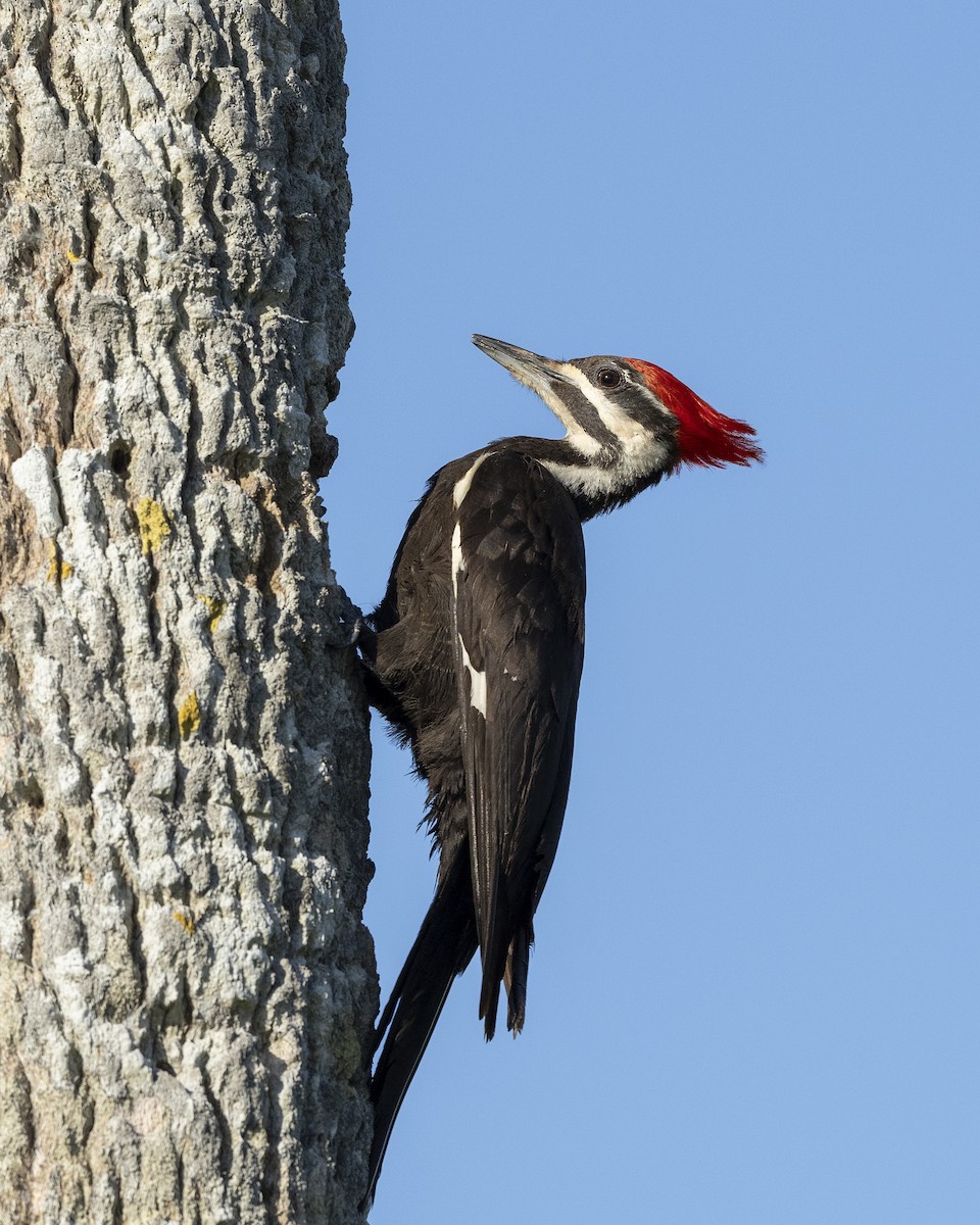 Pileated Woodpecker - ML618979626