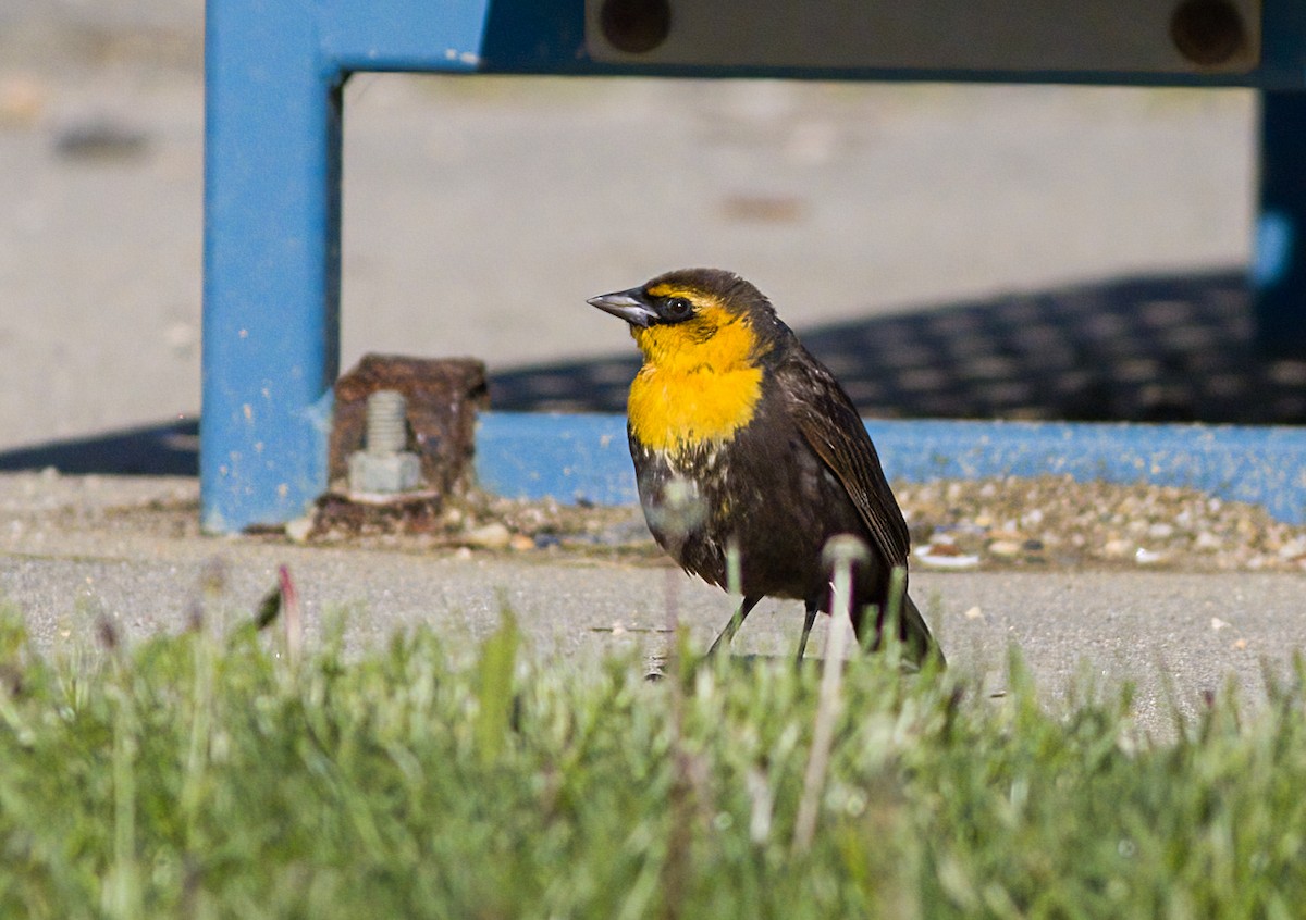 Yellow-headed Blackbird - John Gluth