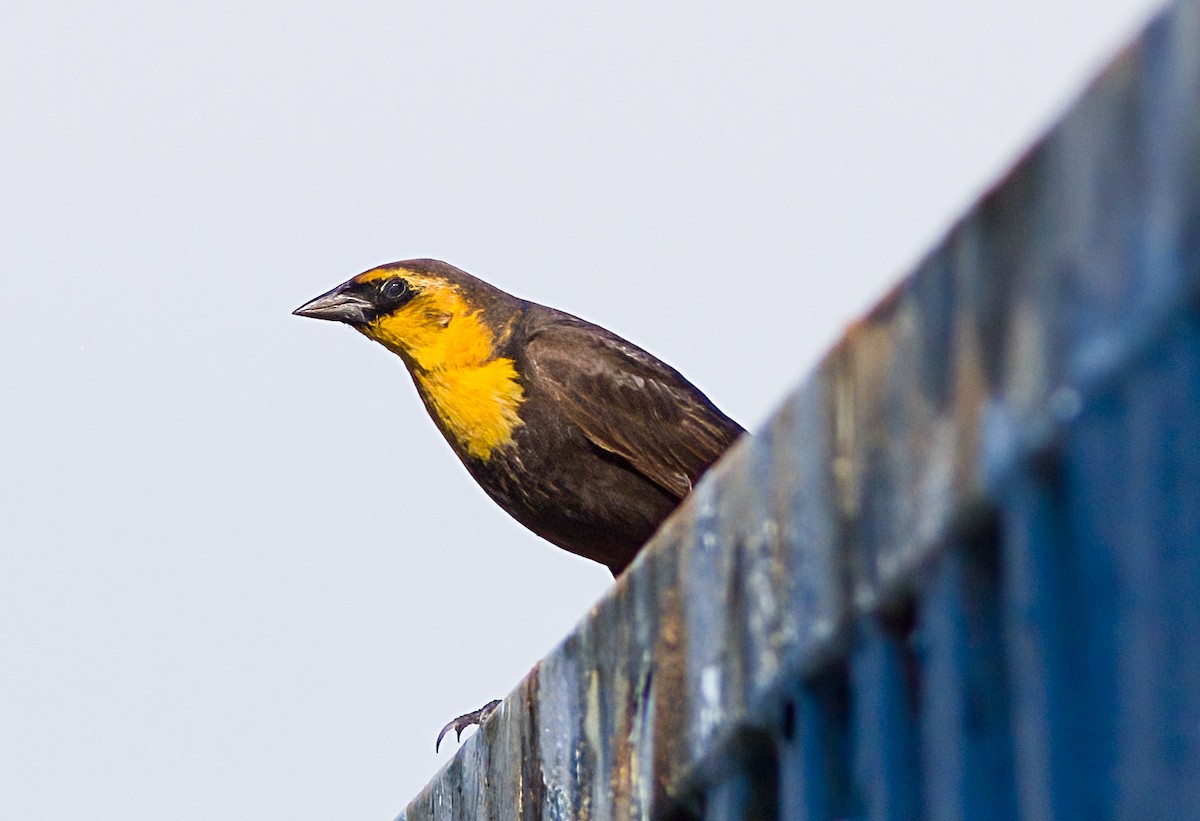 Yellow-headed Blackbird - John Gluth