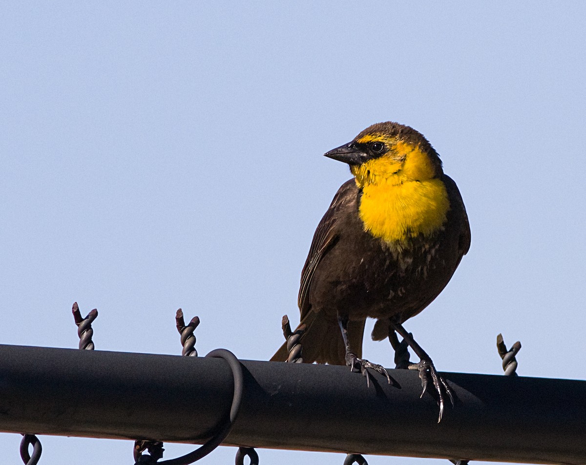 Yellow-headed Blackbird - ML618979665