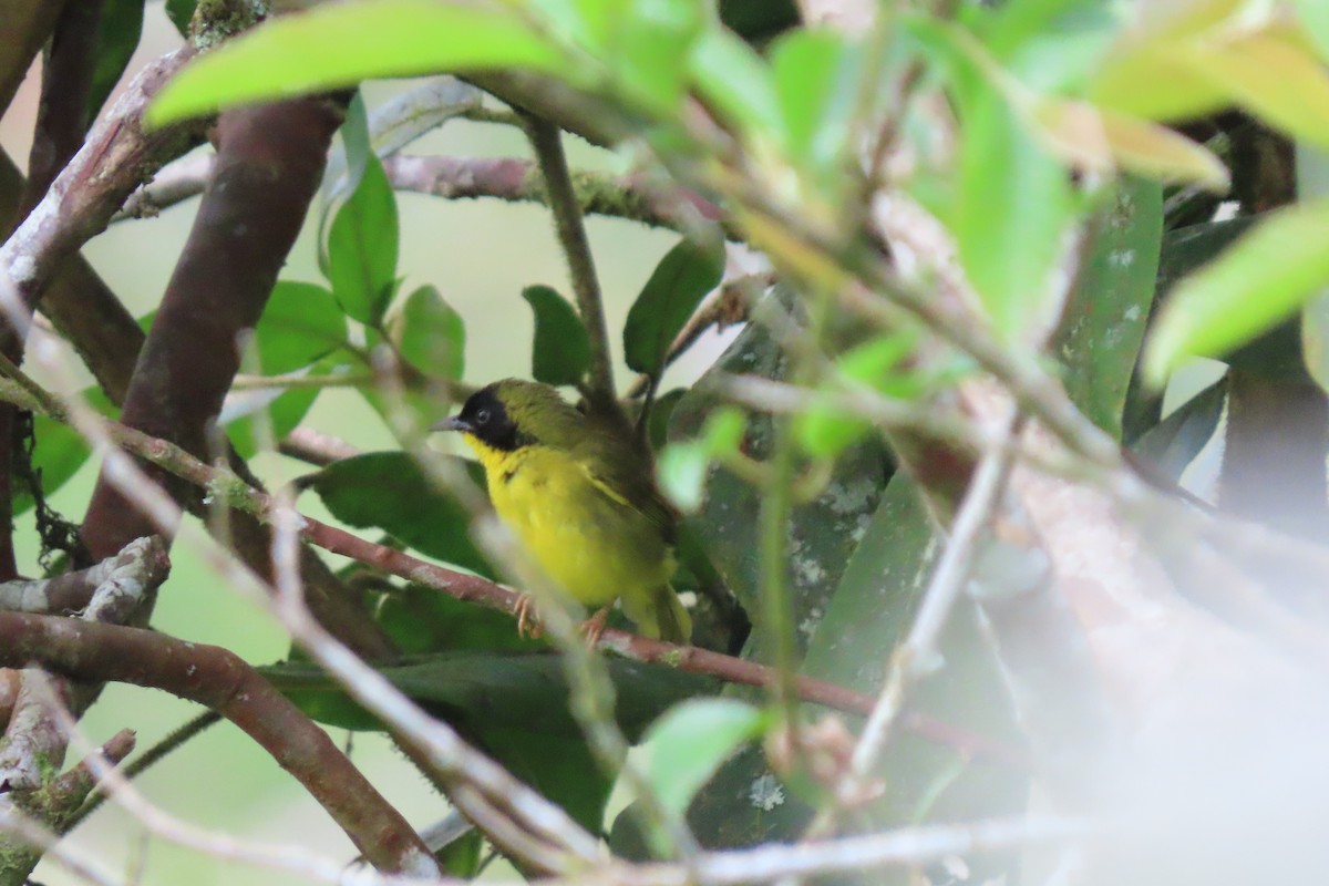 Olive-crowned Yellowthroat - ML618979745