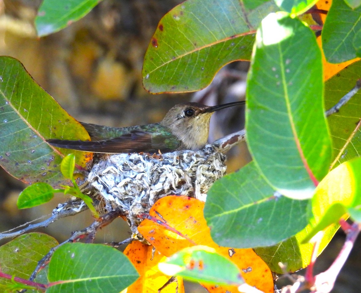 Costa's Hummingbird - ML618979746