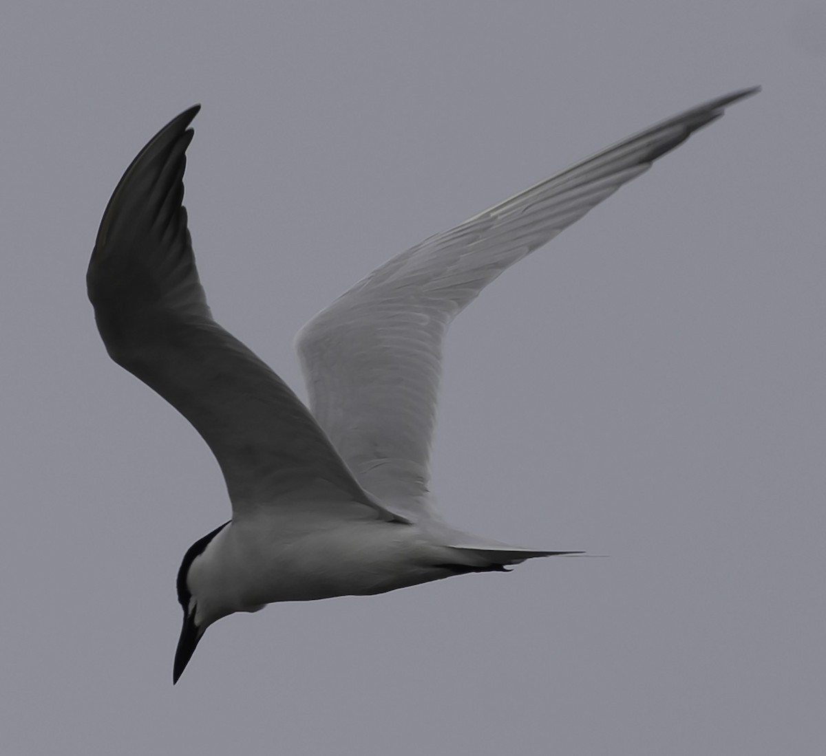 Gull-billed Tern - David Muth