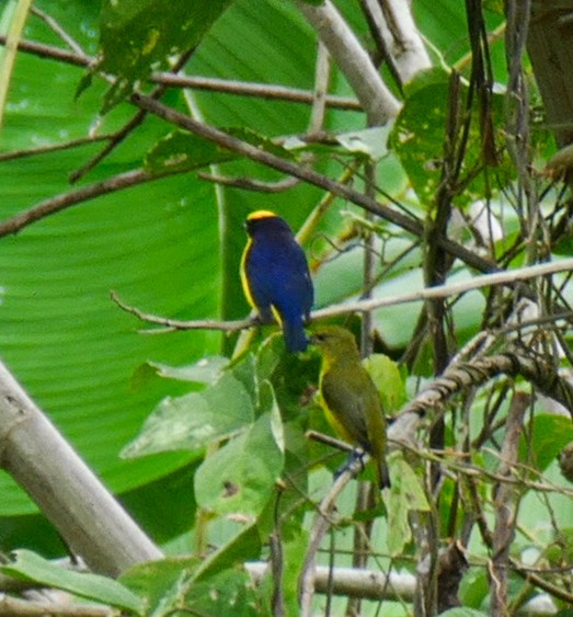 Thick-billed Euphonia - Isis Fienco