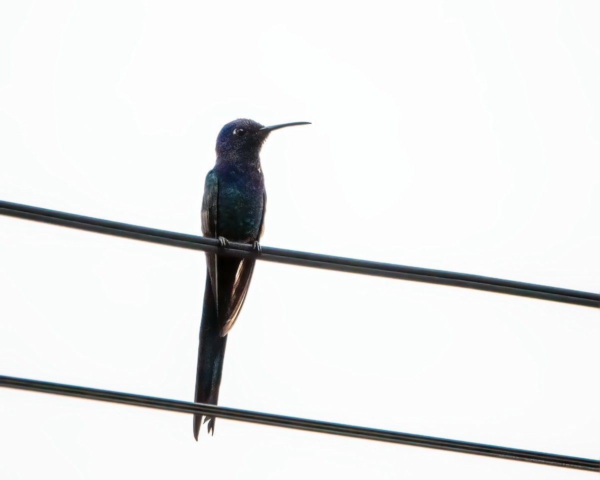 Swallow-tailed Hummingbird - ML618979775