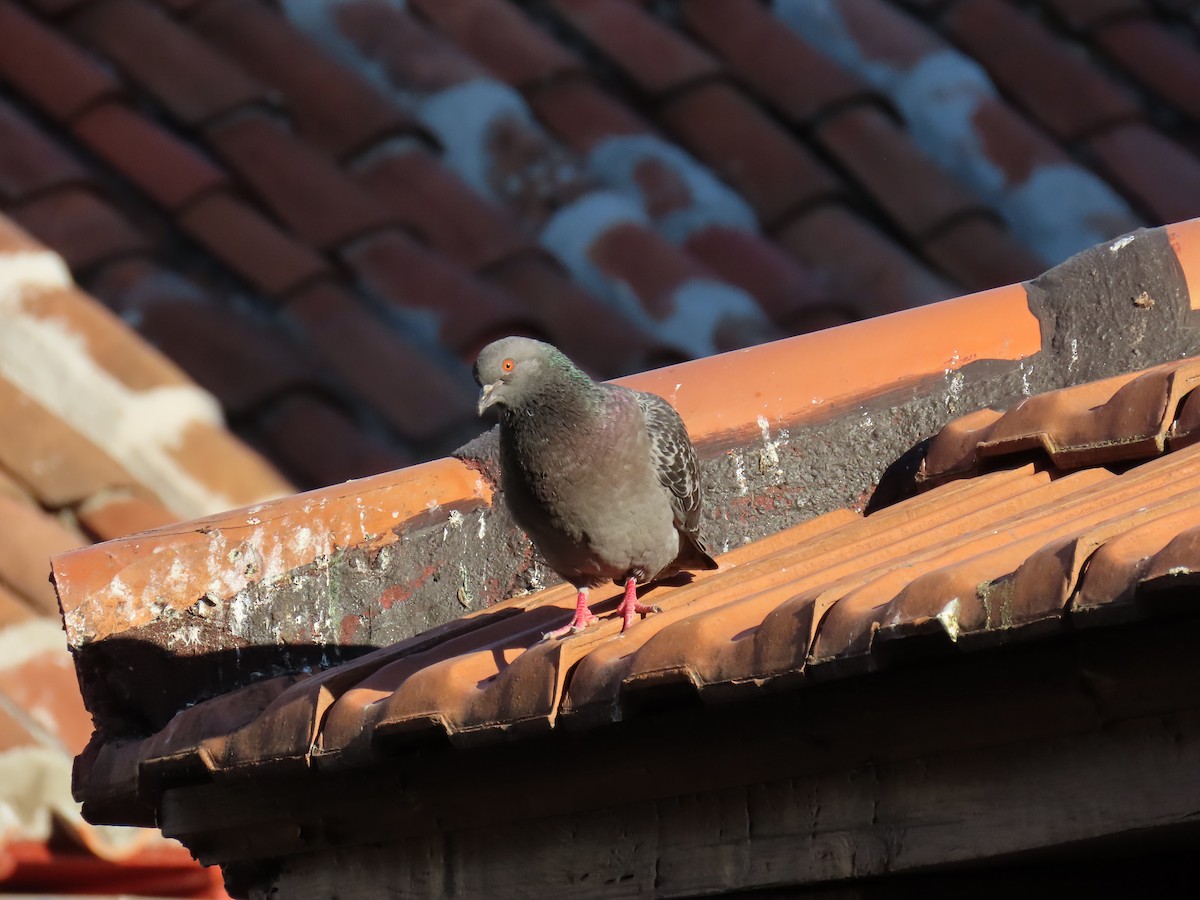 Rock Pigeon (Feral Pigeon) - ML618979810