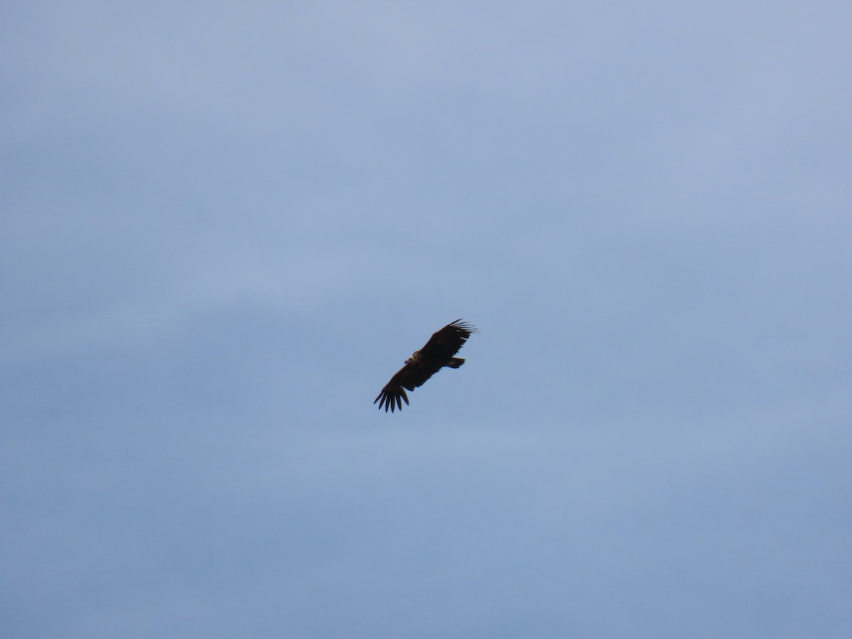 Cinereous Vulture - ML618979839