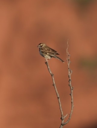 Lark Sparrow - ML618979853