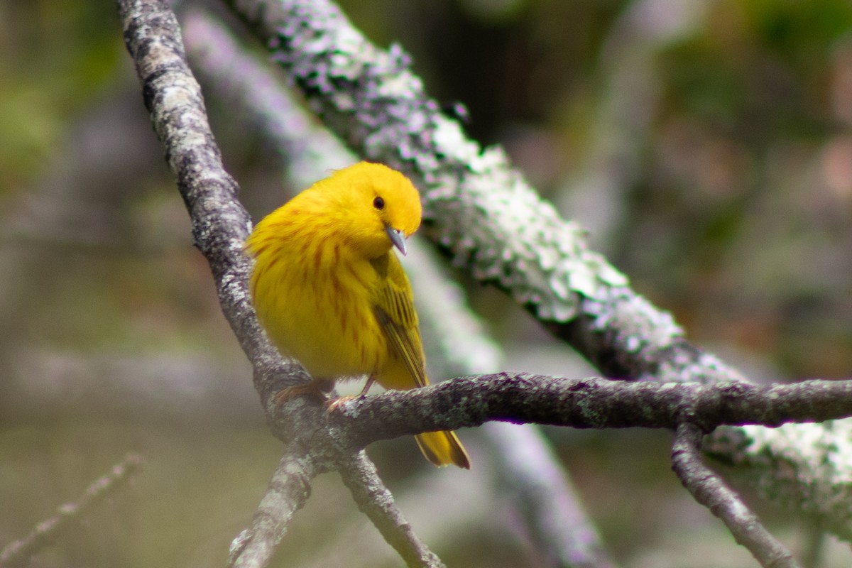 Yellow Warbler - Tanya Kutasz