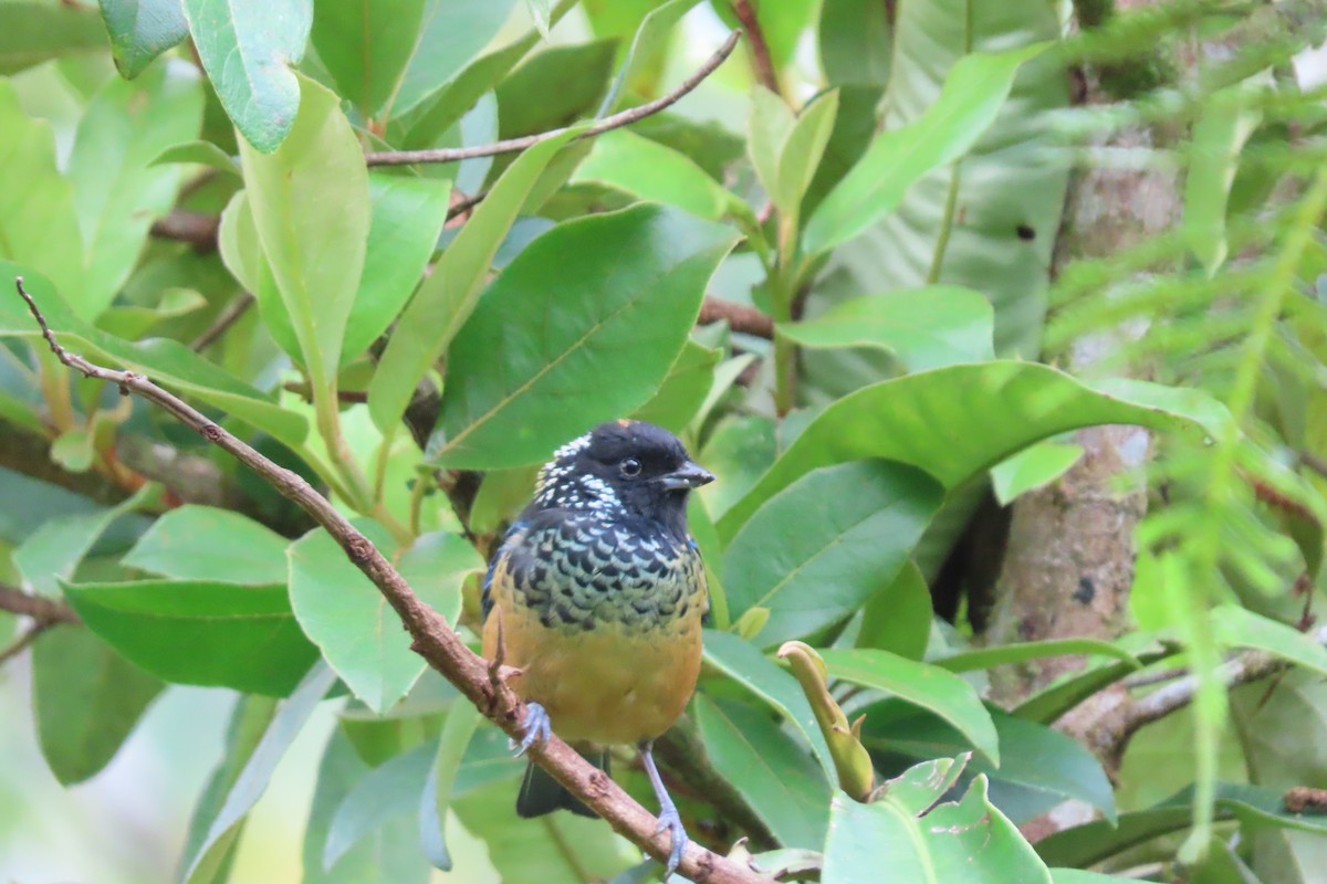 Spangle-cheeked Tanager - ML618979864