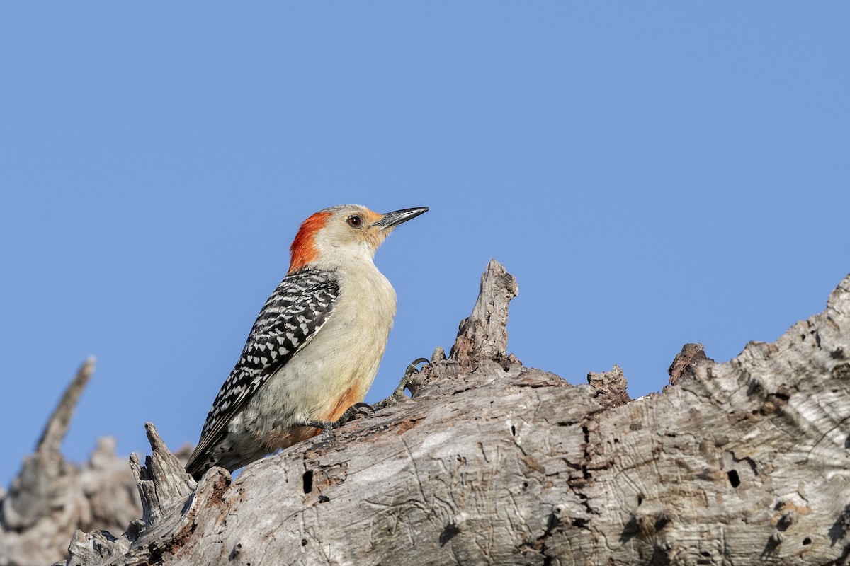 Red-bellied Woodpecker - Keith Kennedy